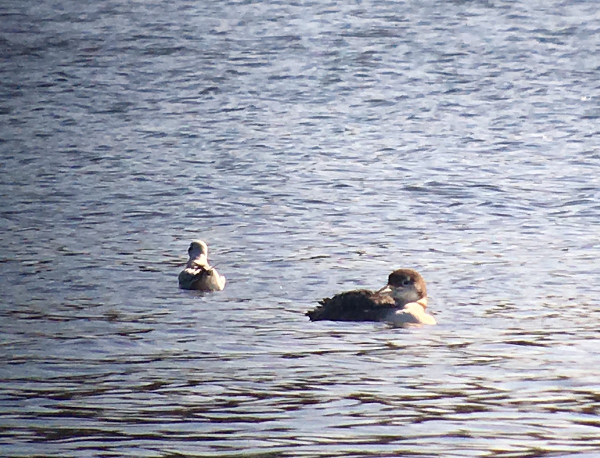 Common Loon - ML41014551