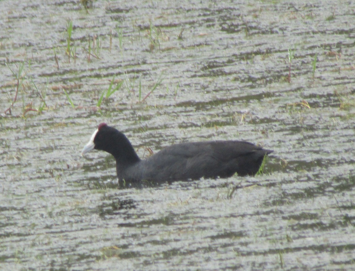 Red-knobbed Coot - ML410146551