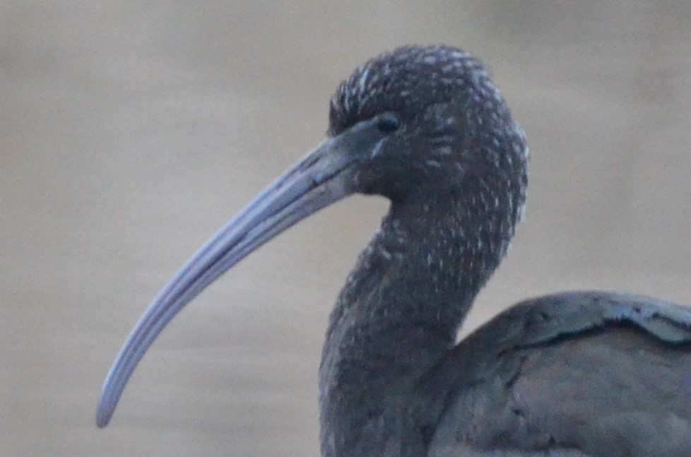 Glossy Ibis - ML41014681