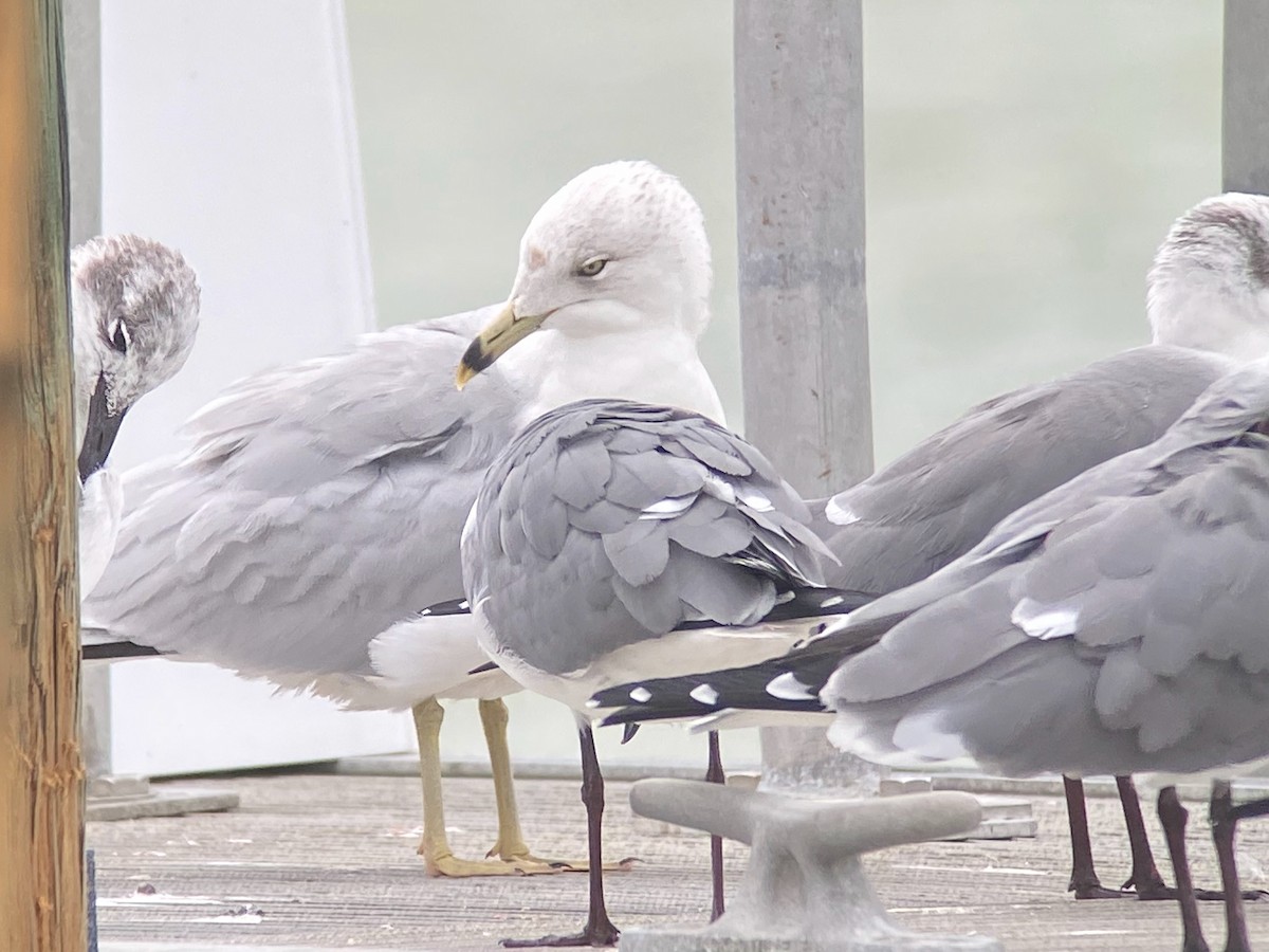 Ring-billed Gull - David Simpson