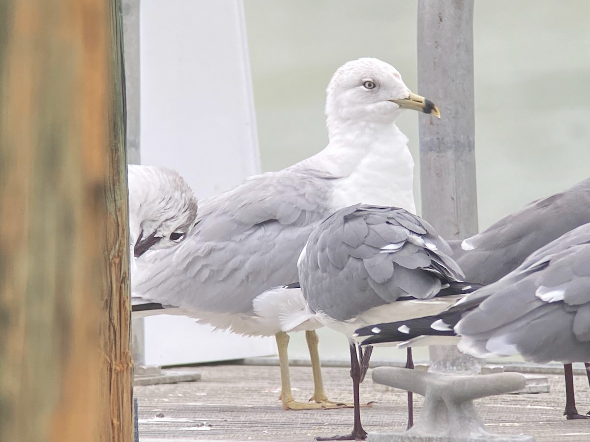 Ring-billed Gull - David Simpson