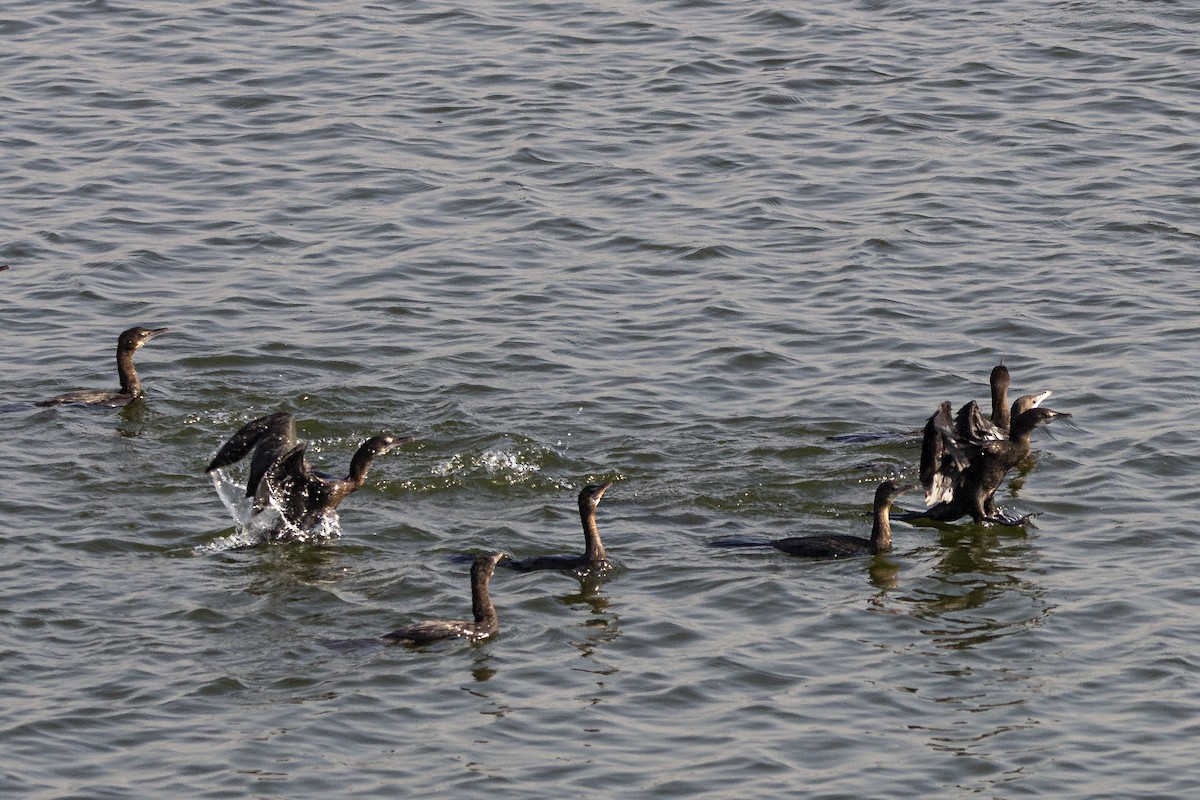 Cormorán Grande - ML410147761