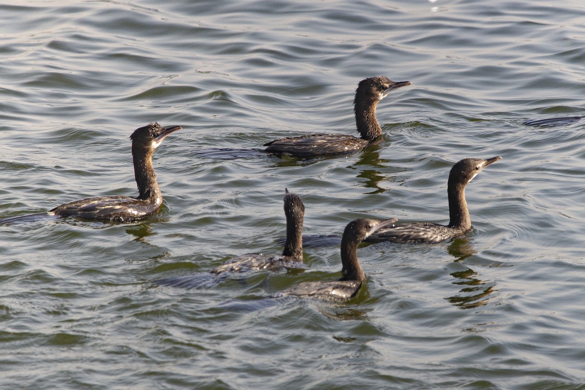 Cormorán Grande - ML410147781