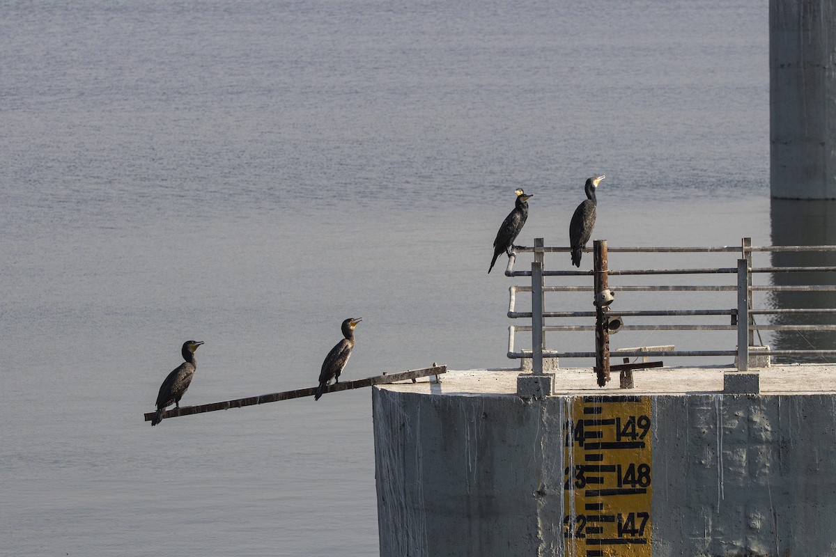 Cormorán Grande - ML410147801