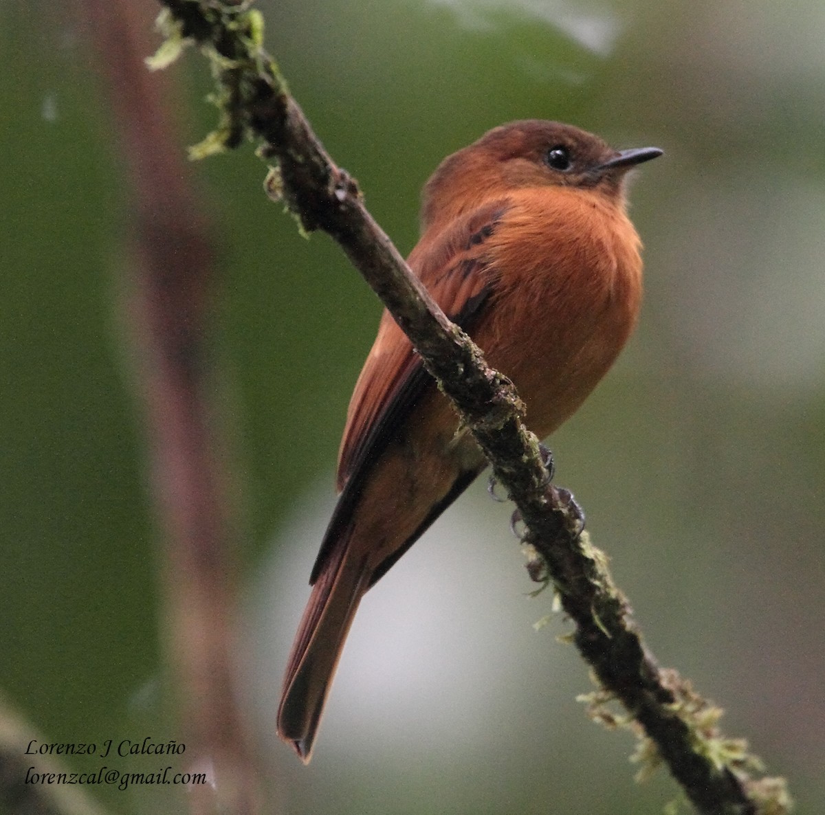 Cinnamon Flycatcher - ML410148971