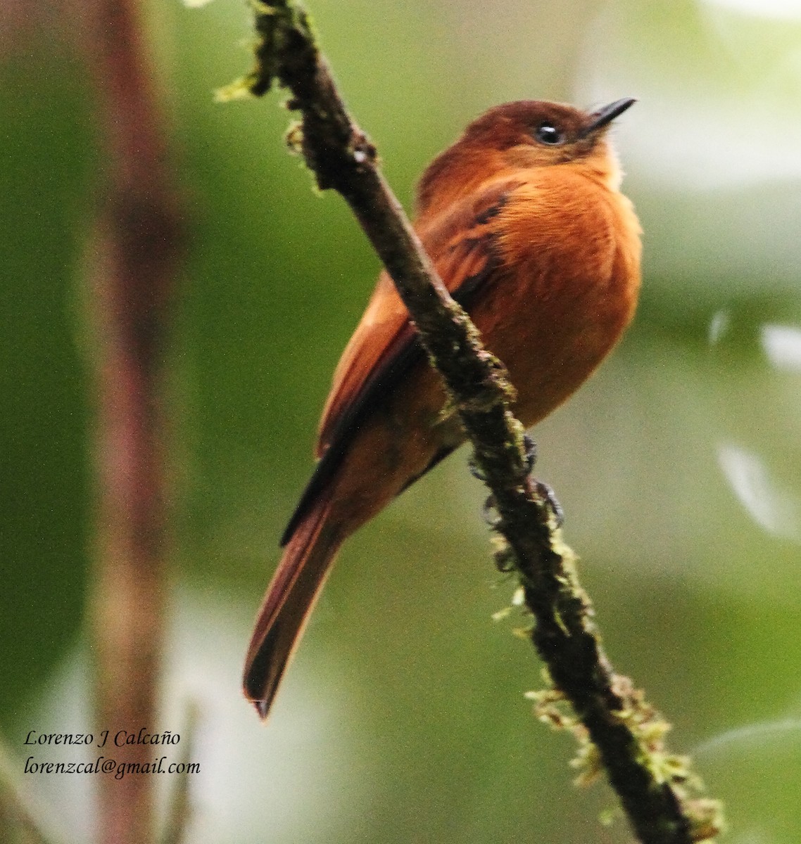 Cinnamon Flycatcher - ML410148981