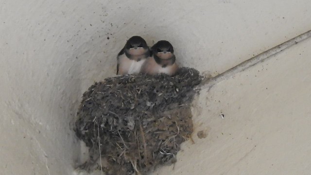 Barn Swallow - ML410149821