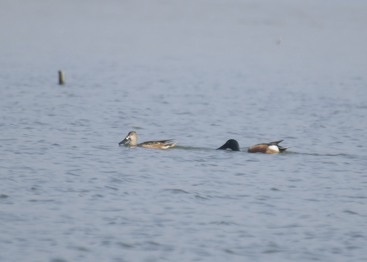 Northern Shoveler - ML410151341