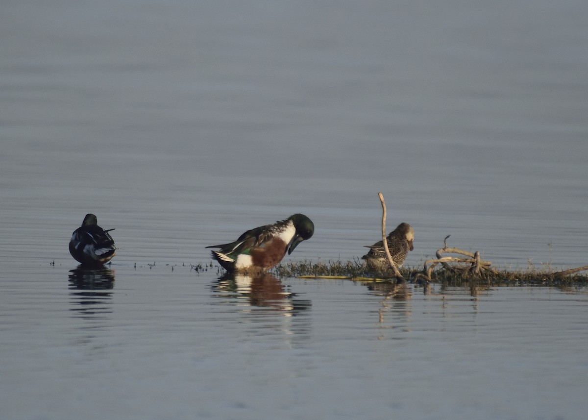 Northern Shoveler - ML410151361