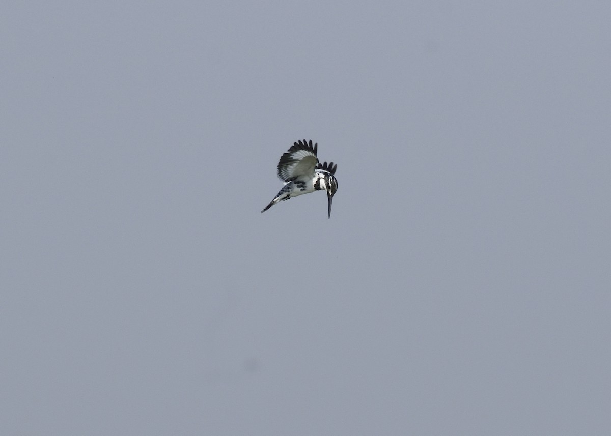 Pied Kingfisher - ML410151561