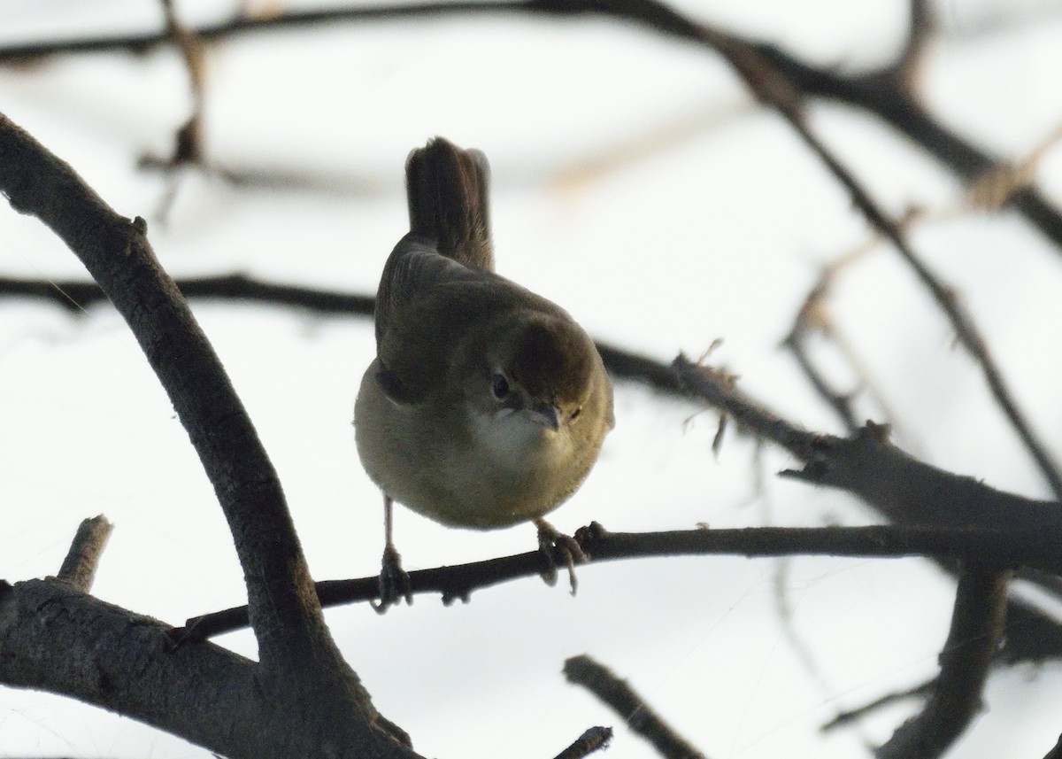 Sykes's Warbler - ML410151981