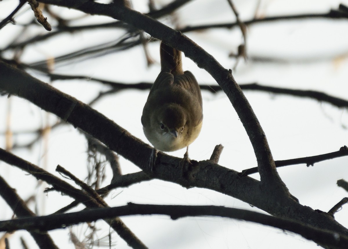 Sykes's Warbler - ML410151991