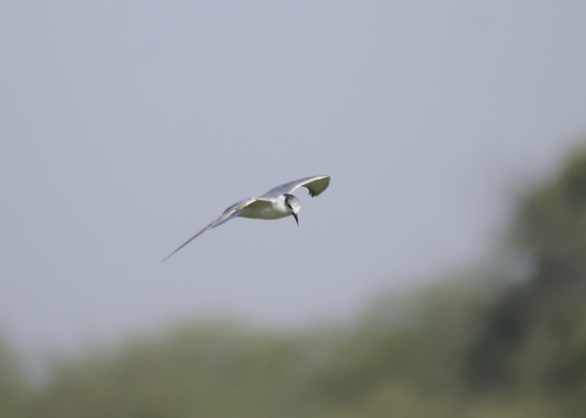 Whiskered Tern - MAYANK NAMDEO