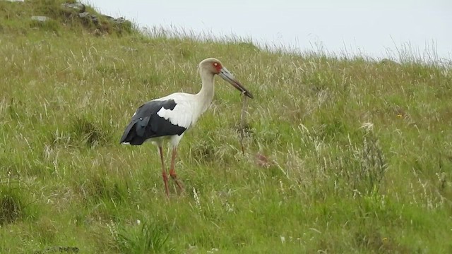 Maguari Stork - ML410152231