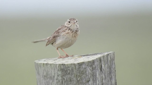 Pipit à plastron - ML410152371