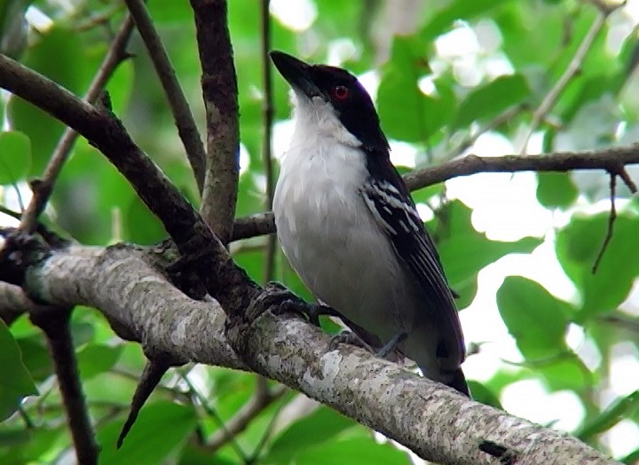 Great Antshrike - ML410152401