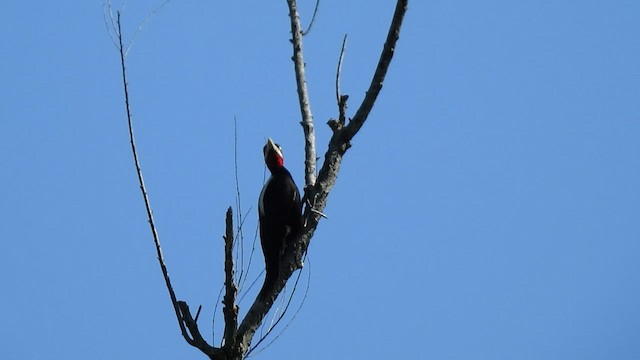 Cream-backed Woodpecker - ML410152891