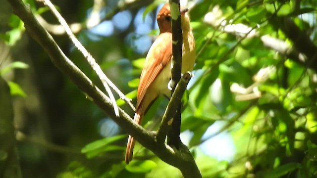 Rufous Casiornis - ML410153011