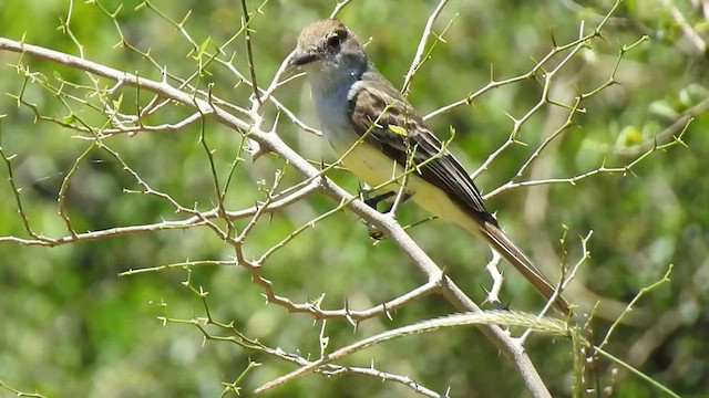 Brown-crested Flycatcher - ML410153031