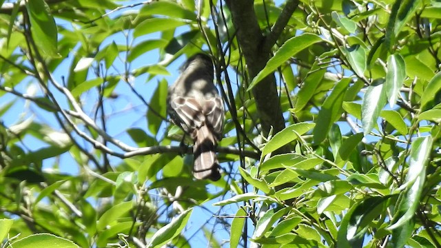 Brown-crested Flycatcher - ML410153041