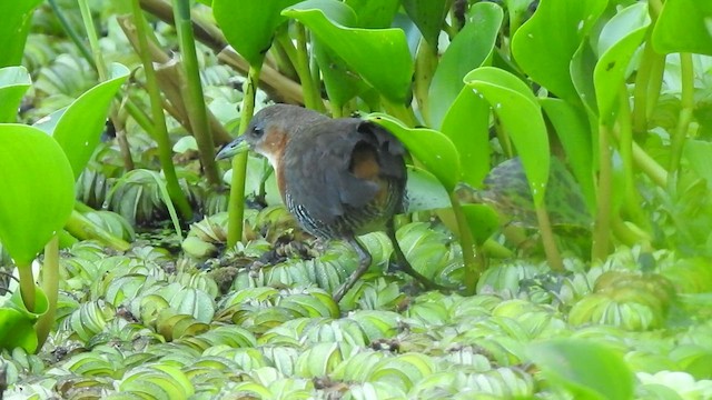 Rufous-sided Crake - ML410153051