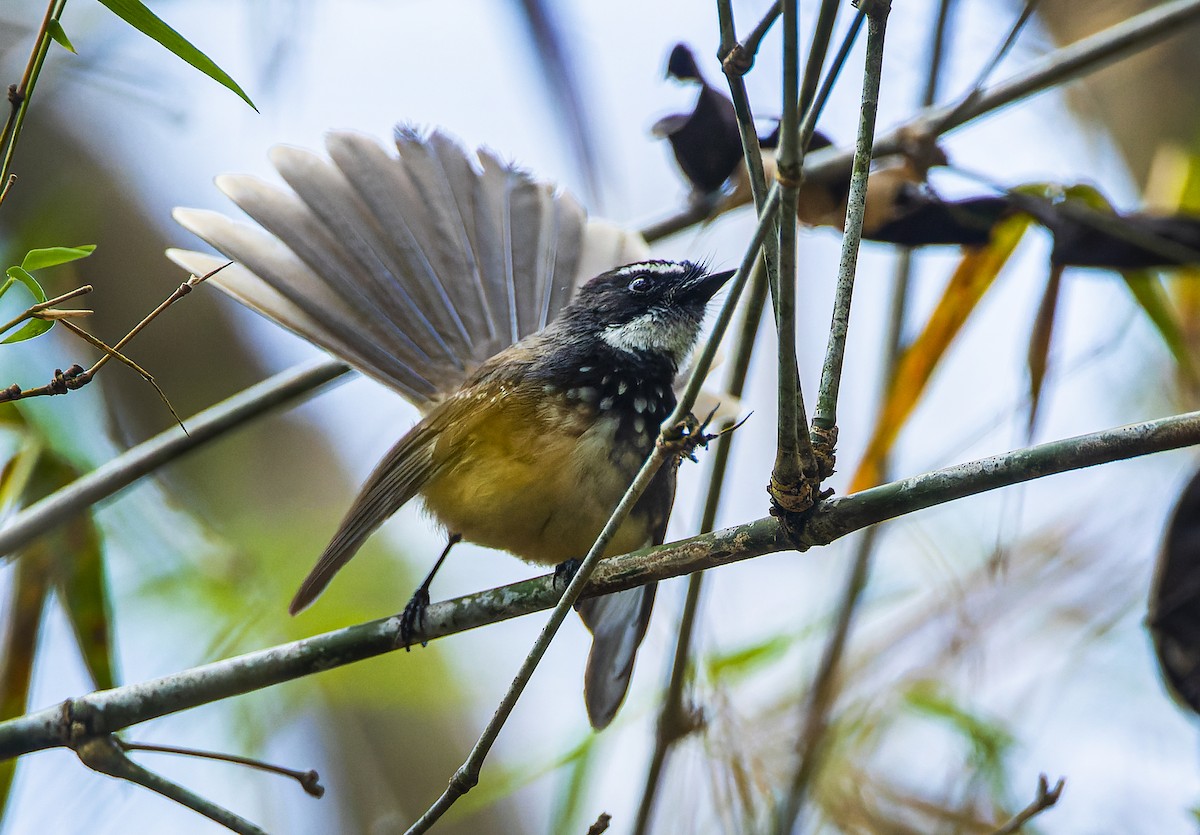 Spot-breasted Fantail - ML410153361