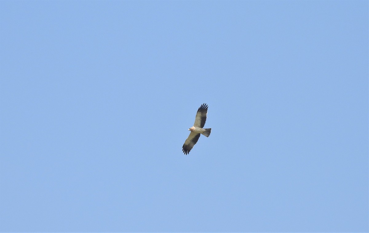 Booted Eagle - ML410153751