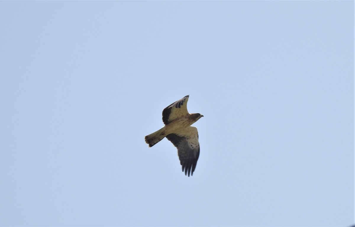 Booted Eagle - ML410153831