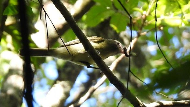 Greenish Elaenia - ML410154251