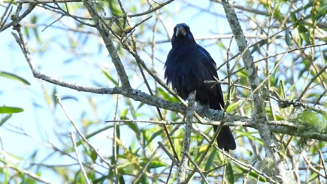 Ultramarine Grosbeak - ML410155051