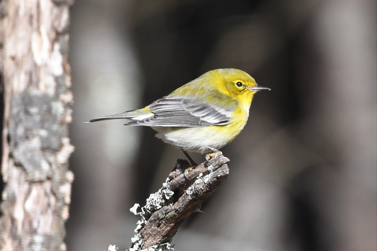 lesňáček borovicový - ML410155231