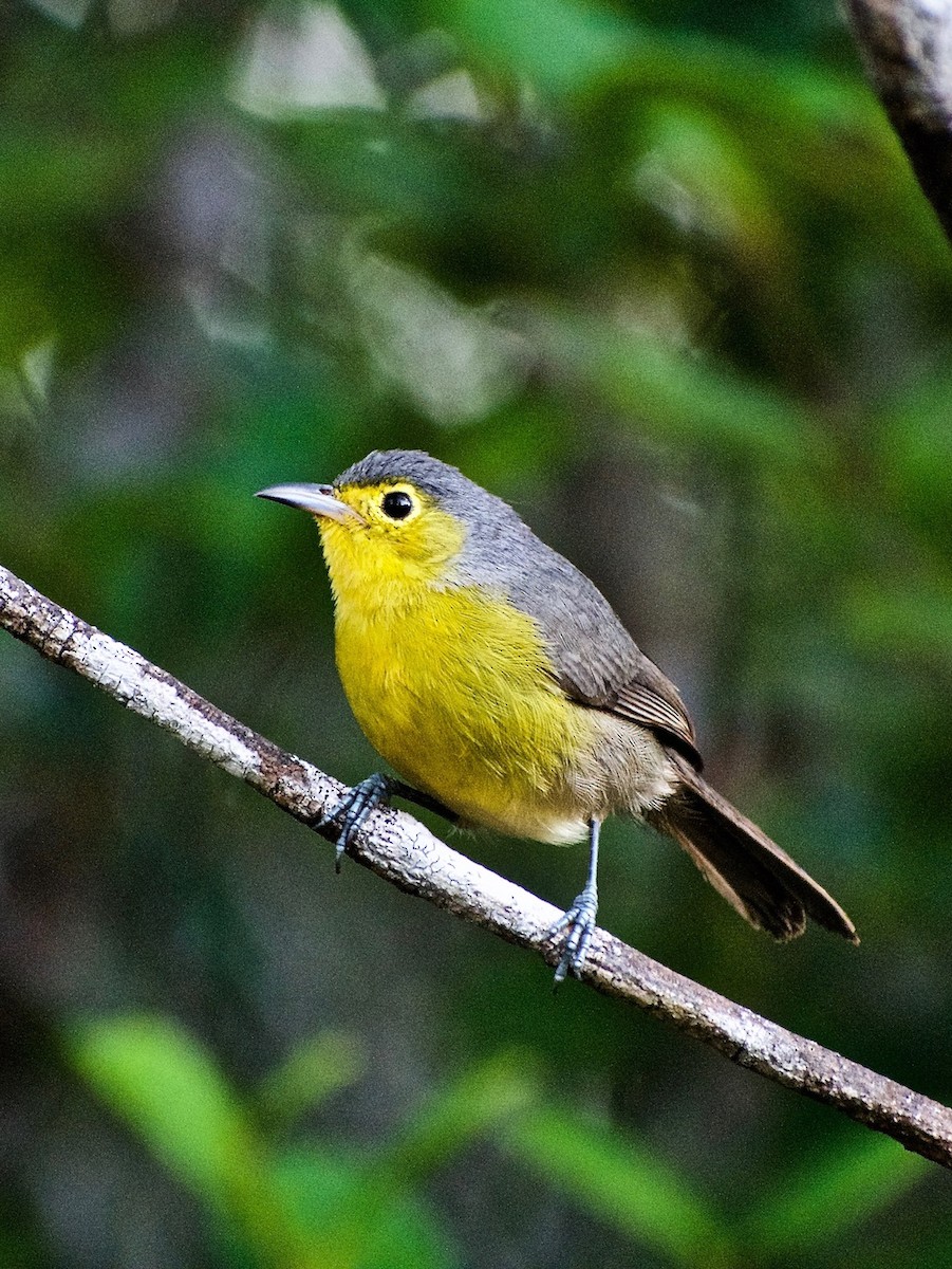 Oriente Warbler - ML410155471