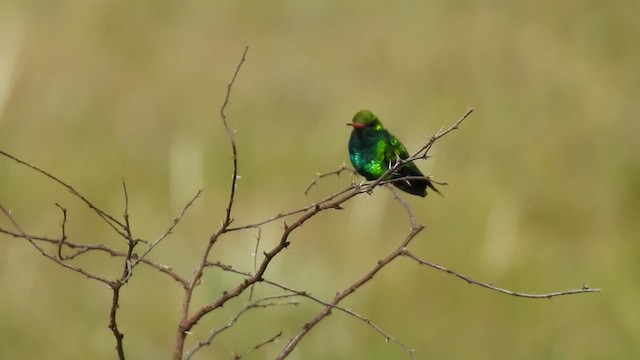 Glittering-bellied Emerald - ML410155841