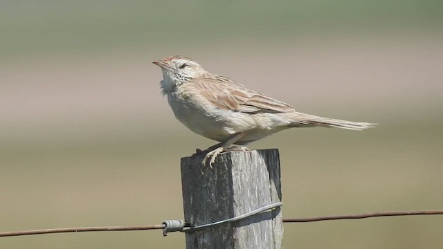 Анумбі смугастоголовий - ML410157101