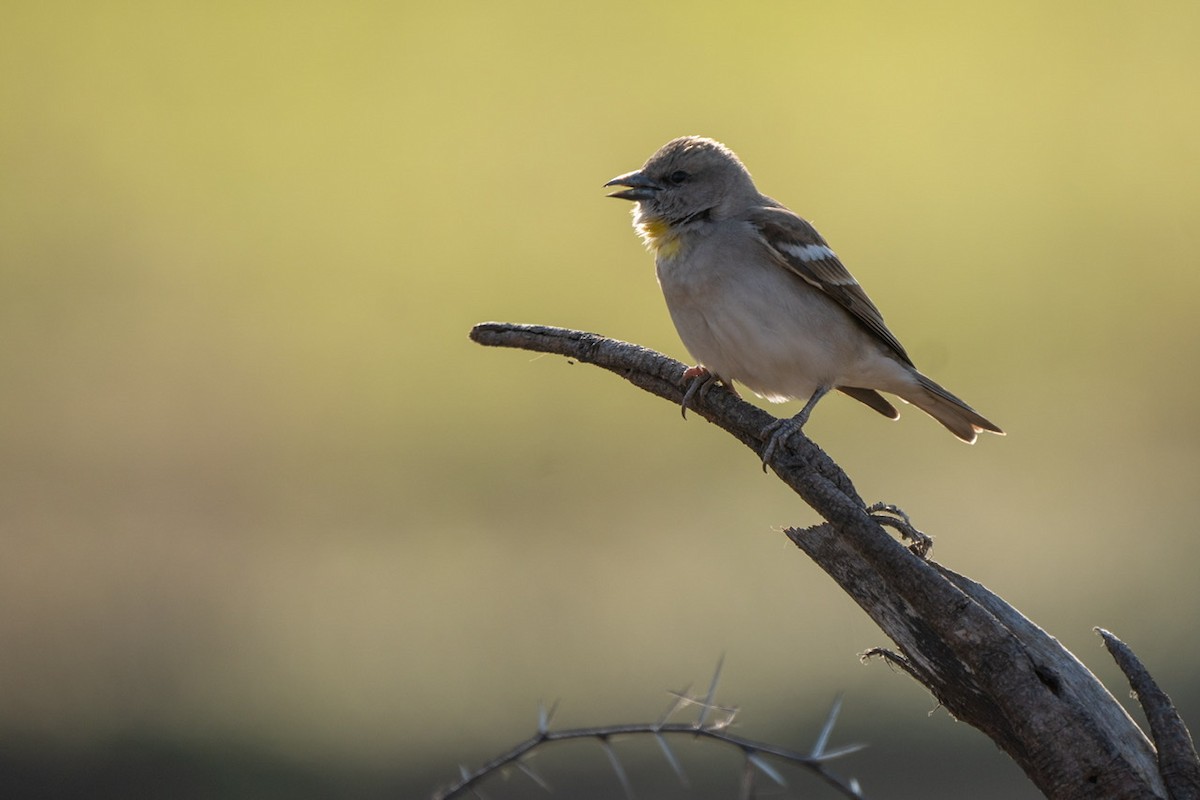 Yellow-throated Sparrow - Jagrook Dawra