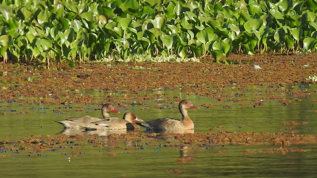 Pato Brasileño - ML410158381