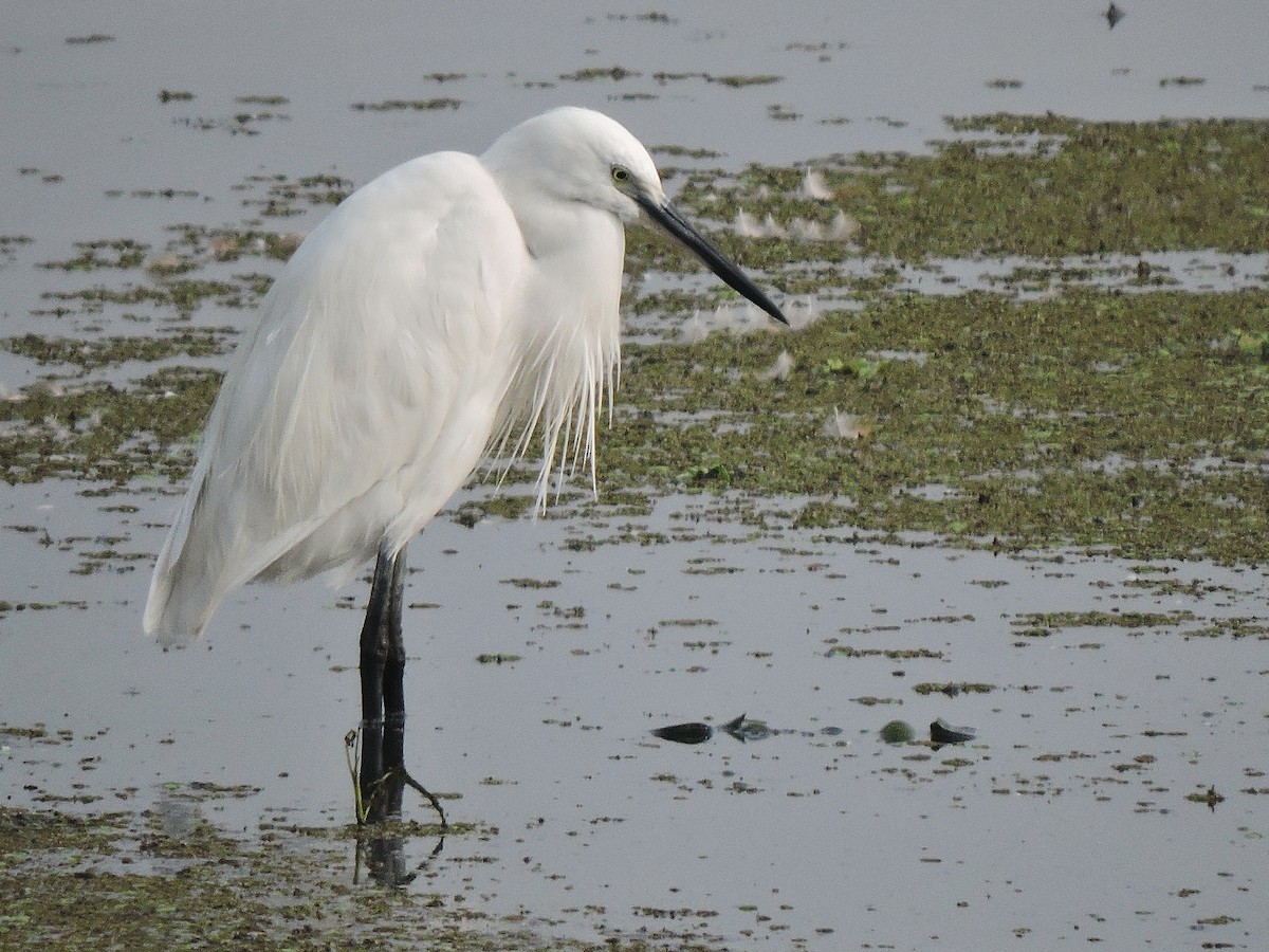 Aigrette garzette - ML410158461