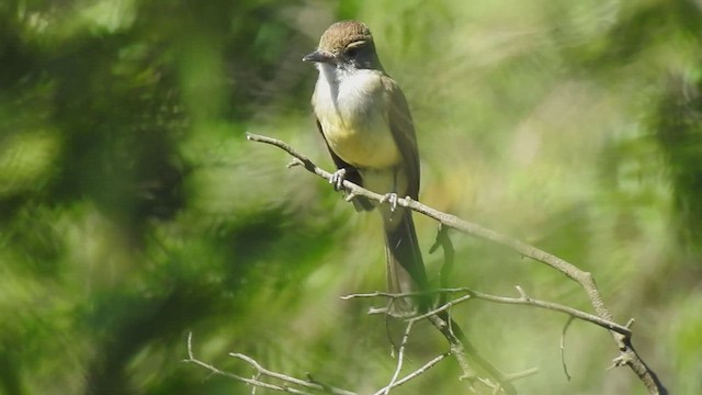 Short-crested Flycatcher - ML410158481