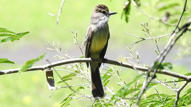 Short-crested Flycatcher - ML410158811