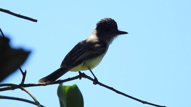 Short-crested Flycatcher - ML410158821