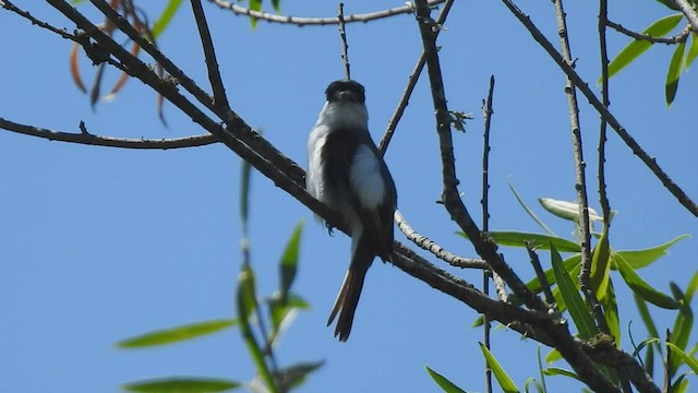 Bécarde à nuque blanche - ML410158931