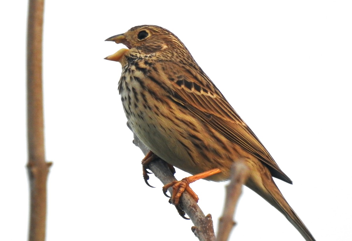 Corn Bunting - ML410161441