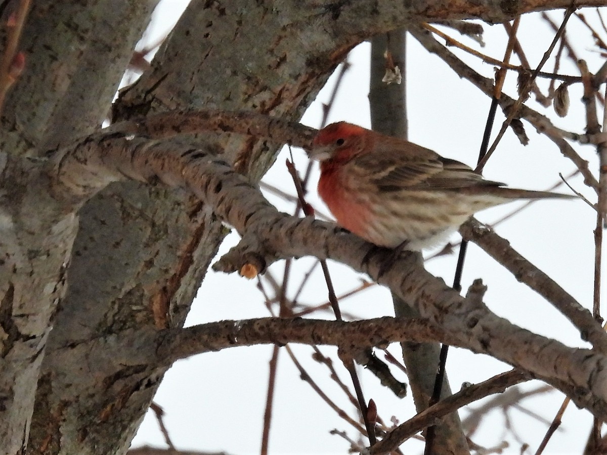 House Finch - ML410162711