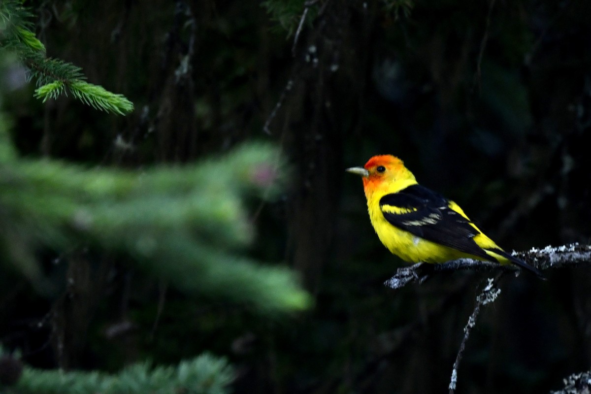 Western Tanager - ML410162841