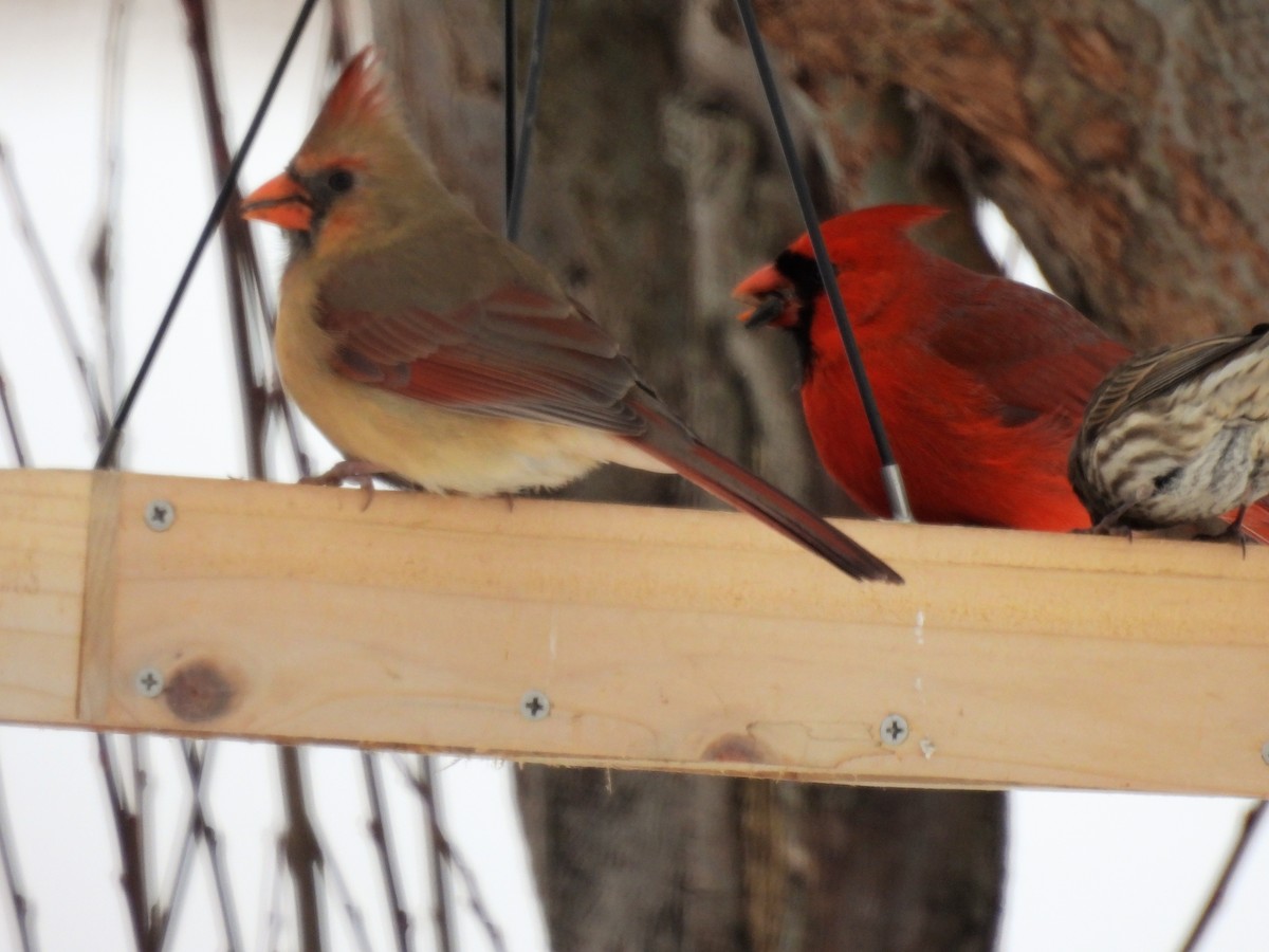 Cardinal rouge - ML410162851