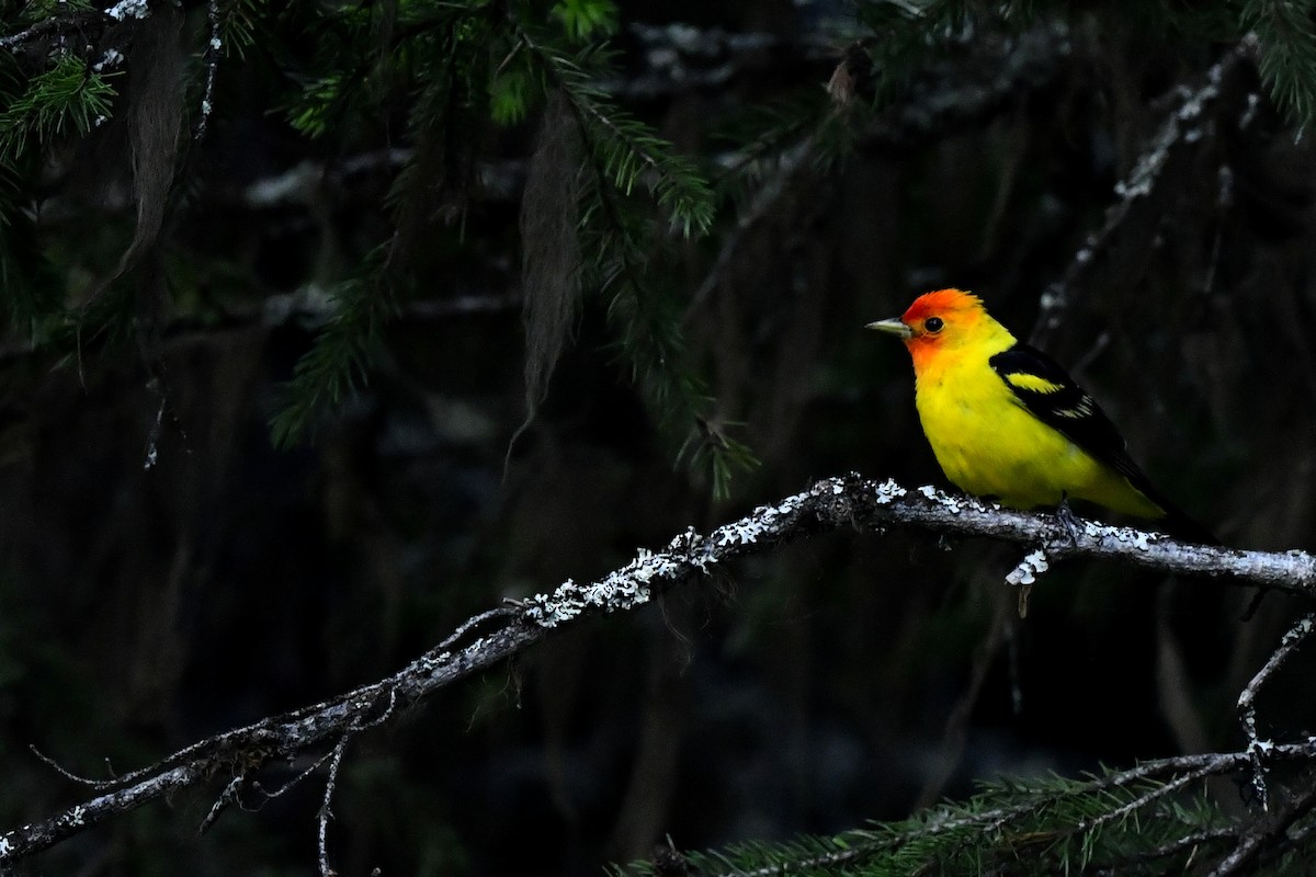 Western Tanager - ML410162871