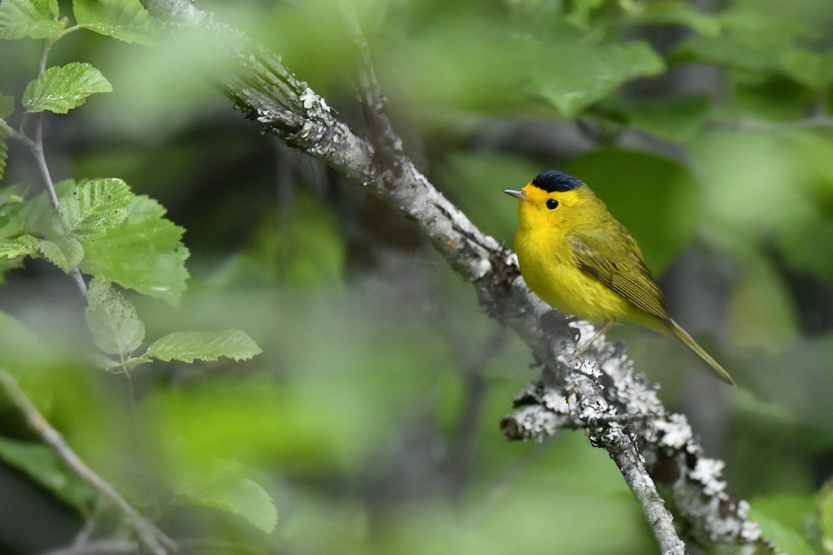 Wilson's Warbler - ML410162901