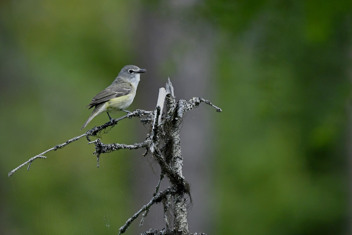 Vireo de Cassin - ML410163151