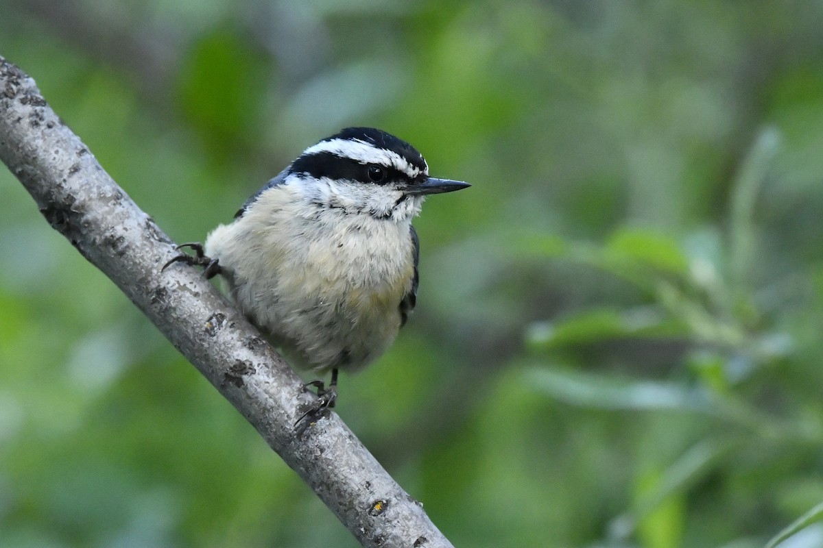 Red-breasted Nuthatch - ML410163251