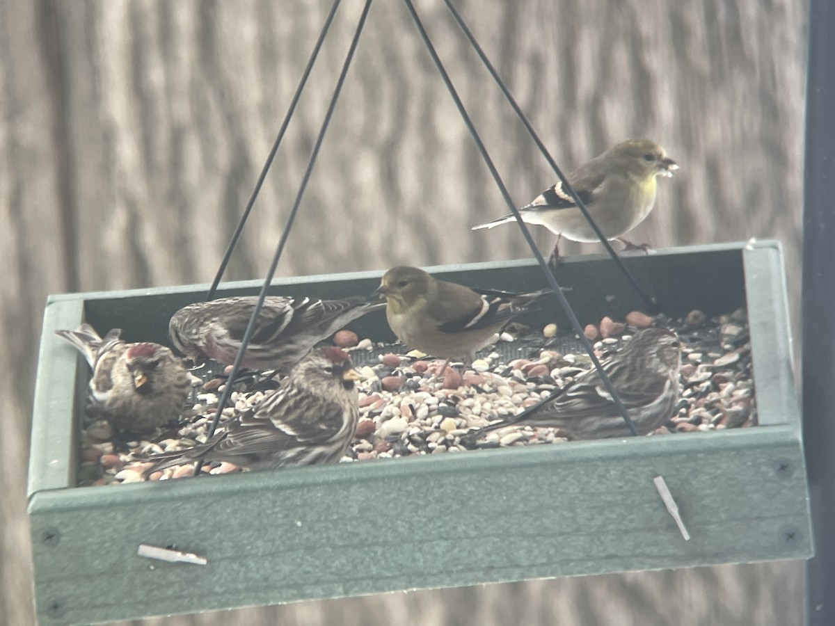 Common Redpoll - ML410164461